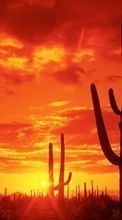 Scaricare immagine Landscape, Cactuses, Sunset, Sky, Sun sul telefono gratis.