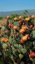 Scaricare immagine Cactuses,Landscape sul telefono gratis.