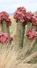 Scaricare immagine Cactuses,Plants sul telefono gratis.
