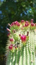 Scaricare immagine 1024x600 Plants, Cactuses sul telefono gratis.