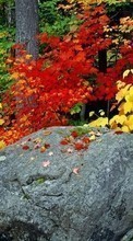 Scaricare immagine Plants, Landscape, Stones, Autumn, Leaves sul telefono gratis.