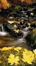 Scaricare immagine Landscape, Rivers, Stones, Leaves sul telefono gratis.