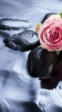 Scaricare immagine Stones, Objects, Plants, Roses, Water sul telefono gratis.
