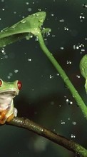Scaricare immagine Drops, Leaves, Frogs, Animals sul telefono gratis.