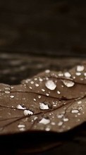 Drops, Leaves, Autumn, Plants, Water per LG Prada 3.0