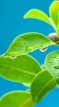 Scaricare immagine Drops, Leaves, Plants sul telefono gratis.
