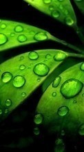 Drops, Leaves, Plants per Nokia 301
