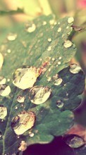 Scaricare immagine Drops, Leaves, Plants sul telefono gratis.