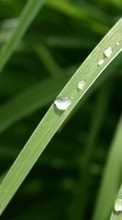 Drops, Leaves, Plants per Samsung Galaxy Xcover 3