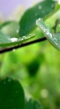 Scaricare immagine Drops,Leaves,Plants sul telefono gratis.