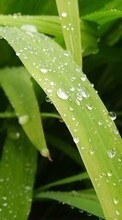 Scaricare immagine Drops,Leaves,Plants sul telefono gratis.