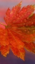 Scaricare immagine Plants, Leaves, Drops sul telefono gratis.