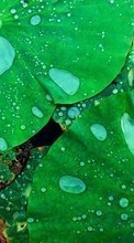Scaricare immagine Drops, Leaves, Plants, Water sul telefono gratis.