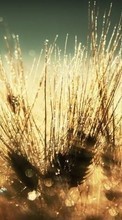 Scaricare immagine Drops, Wheat, Plants sul telefono gratis.