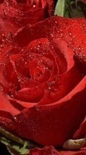 Scaricare immagine Drops, Plants, Roses sul telefono gratis.