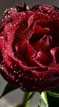 Scaricare immagine Drops, Plants, Roses sul telefono gratis.
