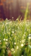 Scaricare immagine Drops, Plants, Grass sul telefono gratis.