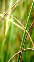 Drops, Plants, Grass per Samsung Galaxy Core Advance