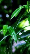 Drops,Plants,Grass per Samsung Galaxy Note 20