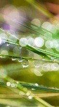 Scaricare immagine Drops,Plants,Grass sul telefono gratis.