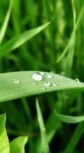 Plants, Grass, Drops per LG Optimus L7 2 P715