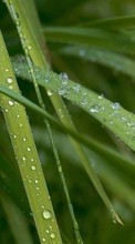 Scaricare immagine Plants, Grass, Drops sul telefono gratis.