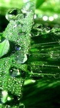Plants, Grass, Drops per Sony Xperia L
