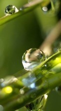 Scaricare immagine Plants, Water, Drops sul telefono gratis.