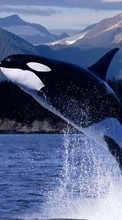 Scaricare immagine 128x160 Animals, Water, Fishes, Whales, Killer whales sul telefono gratis.