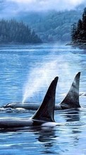 Scaricare immagine Killer whales, Sea, Landscape, Animals sul telefono gratis.