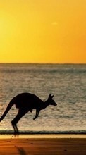 Scaricare immagine Kangaroo, Sea, Landscape, Beach, Sunset, Animals sul telefono gratis.