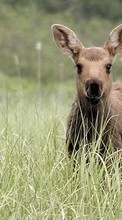 Scaricare immagine Kangaroo, Grass, Animals sul telefono gratis.