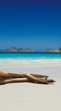 Scaricare immagine Kangaroo, Animals sul telefono gratis.