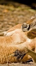 Scaricare immagine Kangaroo,Animals sul telefono gratis.