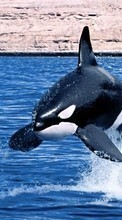 Scaricare immagine 1080x1920 Animals, Water, Sea, Fishes, Whales sul telefono gratis.