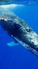Scaricare immagine Whales, Sea, Animals sul telefono gratis.