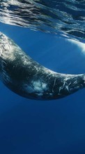 Scaricare immagine Whales, Sea, Animals sul telefono gratis.