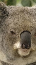 Scaricare immagine 240x400 Animals, Koalas sul telefono gratis.