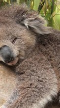 Scaricare immagine Koalas, Animals sul telefono gratis.