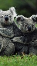 Scaricare immagine Koalas, Animals sul telefono gratis.