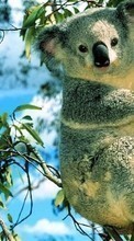 Scaricare immagine Koalas,Animals sul telefono gratis.