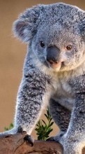 Scaricare immagine Koalas,Animals sul telefono gratis.