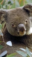 Scaricare immagine 240x320 Animals, Koalas sul telefono gratis.