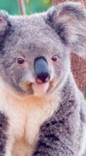 Scaricare immagine 320x480 Animals, Koalas sul telefono gratis.