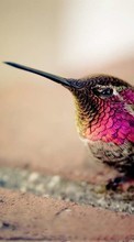 Scaricare immagine Humming-birds, Birds, Animals sul telefono gratis.
