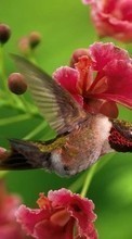 Scaricare immagine Humming-birds,Birds,Animals sul telefono gratis.