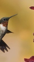 Animals, Birds, Humming-birds per HTC Wildfire