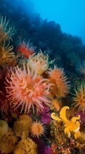 Scaricare immagine Coral, Sea, Landscape, Animals sul telefono gratis.