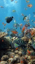 Scaricare immagine Coral, Sea, Fishes, Animals sul telefono gratis.