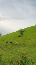 Scaricare immagine Cows,Landscape,Fields sul telefono gratis.